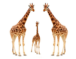 De giraf (Giraffa camelopardalis).
