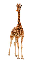 Die Giraffe (Giraffa camelopardalis).