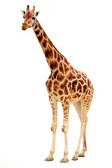 Gordijnen Giraffe © Kletr