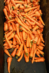 carrot harvest