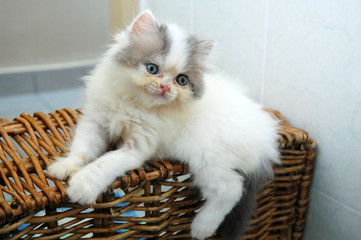Fototapeta na wymiar cute kitten on the basket