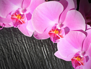 Pink orchid flowe