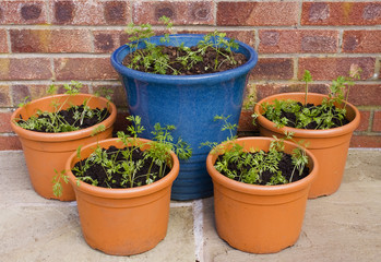 Fototapeta na wymiar Carrot seedlings in pots