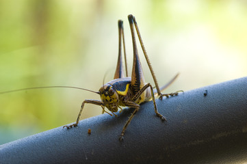 cricket grasshopper