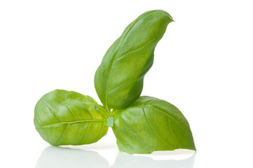 basil leaf