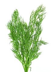 Fresh green dill