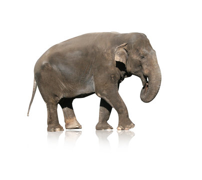 recommend clip art: elephant