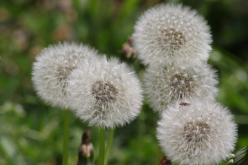 Pissenlits