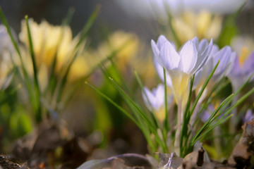 blue @ yellow crocuses