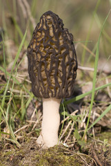 morel  mushroom