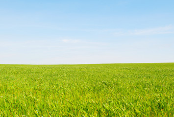 Obraz premium Green Field