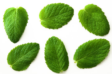 Blätter der Apfelminze