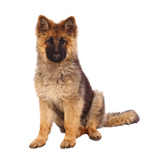 german shepard puppy