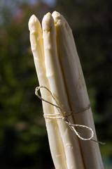 Weisser Spargel- Bund