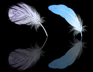 Feather reflection