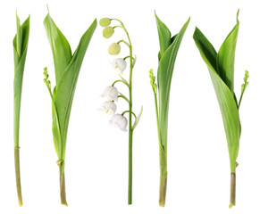 lily of the valley flowers on the white