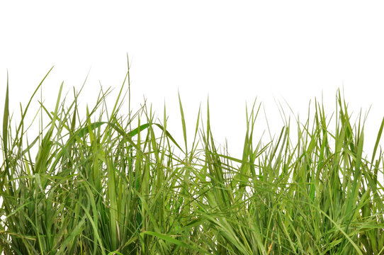 herbes sauvages sur fond blanc