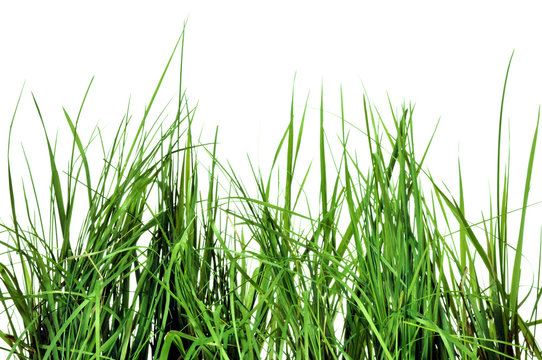 herbes sauvages sur fond blanc