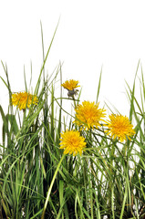 pissenlits et herbes sauvages sur fond blanc