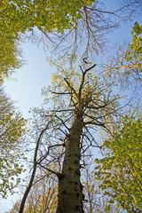 crown of tree with colorful leaves