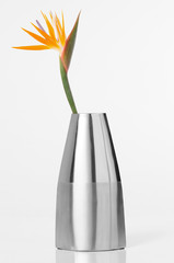 Bird of paradise in a metal vase.