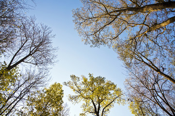 crown of tree with colorful leaves