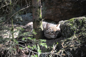 Wildkatze