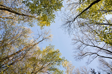 crown of tree with colorful leaves