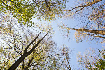 crown of tree with colorful leaves