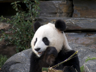 Fototapeta premium panda close up