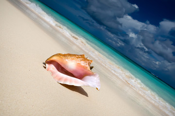 Obraz na płótnie Canvas Shell na piaszczystej plaży w pobliżu Blue zobaczyć latem