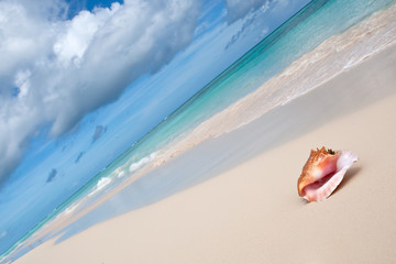 Fototapeta na wymiar Beige powłoki na piaszczystej plaży w pobliżu błękitnego oceanu