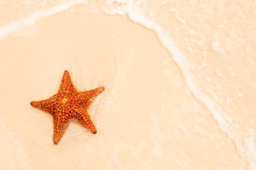 Fototapeta na wymiar Czerwona rozgwiazda na piasku plaży