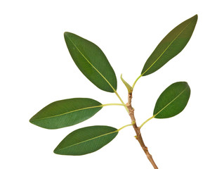 Branch isolated on white background