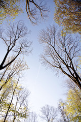 crown of tree with colorful leaves