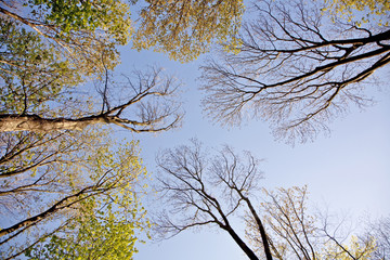 crown of tree with colorful leaves