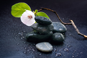 Pumice stone and flower of a black background