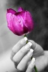 lila Blume in einer Frauenhand