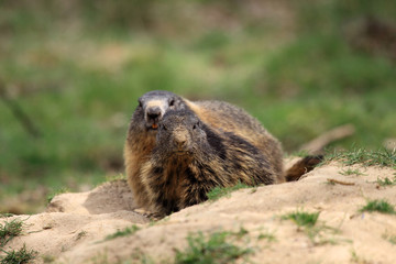Marmot