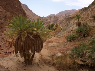 Oasis landscape between mountains