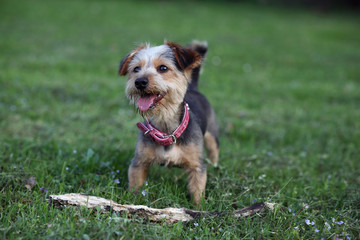 Yorkshire Terrier-Mischling