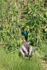 canard