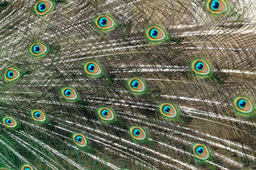 Obraz premium Peacock feathers
