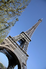 Fototapeta na wymiar Tour Eiffel et arbre