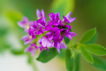 Obraz premium the spring lilac flower