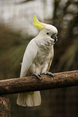 Vertical Whole Body Sulphur Crested Cockatoo