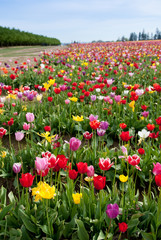 Springtime Flower Field