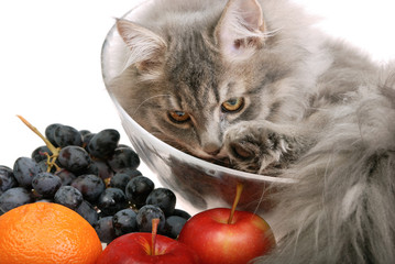 cat with fruit