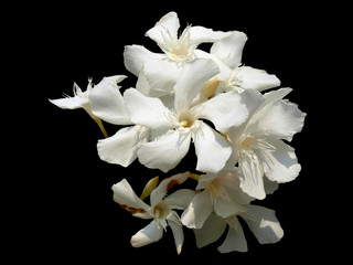 Fototapeta na wymiar Weisse Orchidee