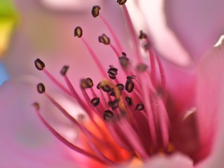 peach blossom - malum persici floris
